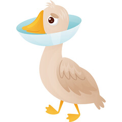 Sad Duck Wearing A Light Blue E-Collar Cone For Protection And Recovery With A Transparent Background