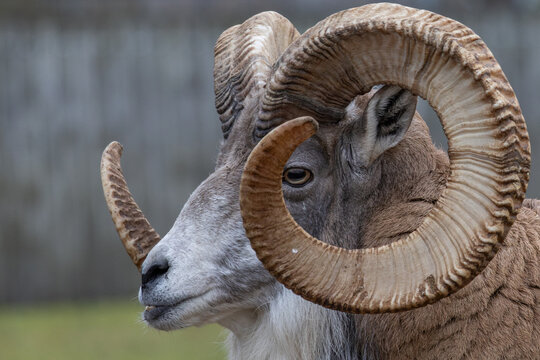 Transcaspian urial. Ovis orientalis arkal.