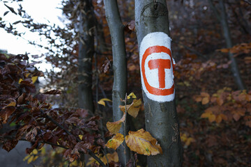Shallow depth of field (selective focus) details with a Via Transilvanica marking on a tree in a forest in Romania.