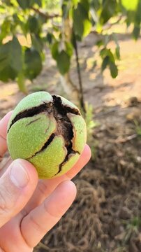 Pericarpio protege la nuez de California 