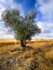 Olivo en el rastrojo