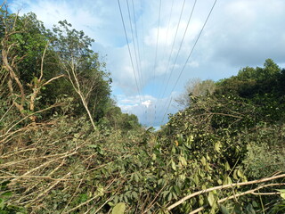 The world forests have been turned into barren land due to illegal logging and unrestricted exploitation. once mighty trees are now reduced to dead trunks, barren.