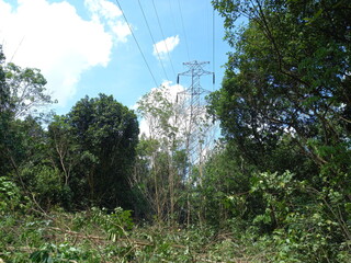 The world forests have been turned into barren land due to illegal logging and unrestricted exploitation. once mighty trees are now reduced to dead trunks, barren.