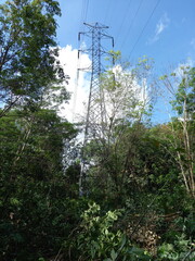 The world forests have been turned into barren land due to illegal logging and unrestricted exploitation. once mighty trees are now reduced to dead trunks, barren.
