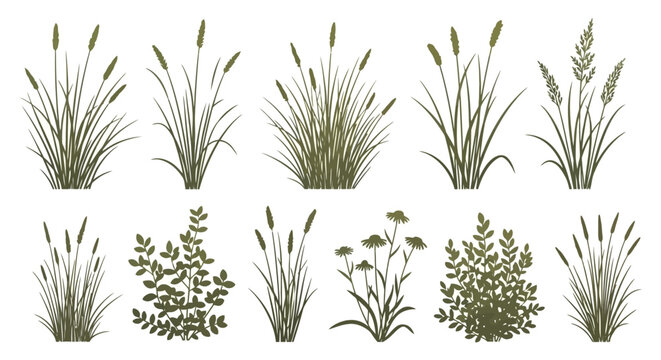 Illustration of various types of grass and plants in a row.