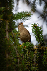 Perching Wren, Troglodytes troglodytes.