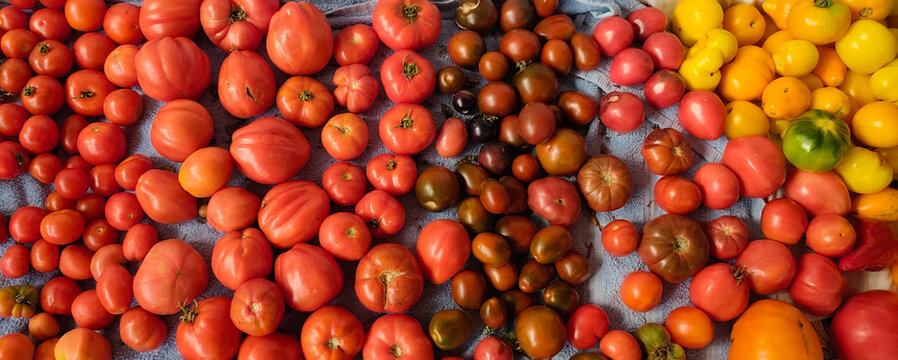 Assorted colorful heirloom tomatoes of various shapes and sizes arranged on a blue fabric background, showcasing natural variety and freshness.