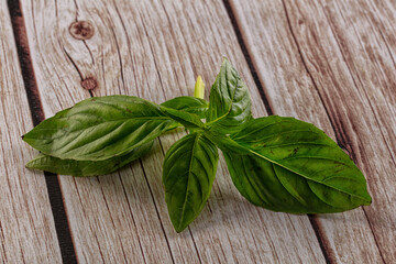Green fresh aroma basil leaves