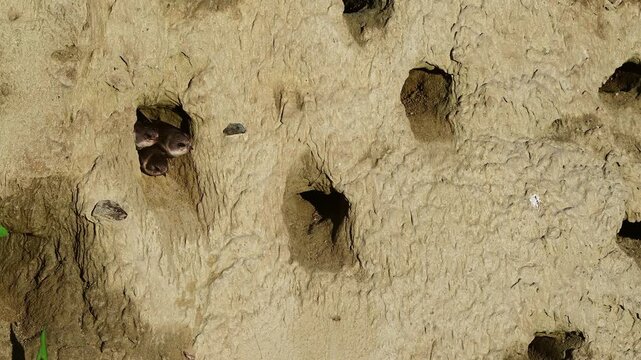 Uferschwalben-Kolonie mit f&uuml;tterndem Altvogel und bettelnden Jungtieren // Sand martin (Riparia riparia)