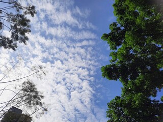 Obraz premium clouds and trees with blue sunny sky, nature landscape 