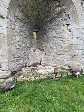 paons devant une meurtri&egrave;re du ch&acirc;teau de Sept&egrave;me