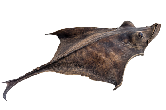 Dried stingray fish head isolated on transparent background. Dried stingray fish isolated on white background.