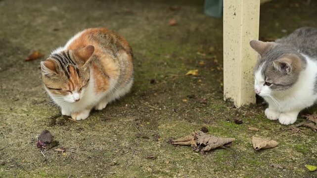 Un chaton roux tigr&eacute;, assit, surveille une moiti&eacute; de souris pos&eacute; devant lui sur une terrasse, et un autre chaton gris assit un peu plus loin