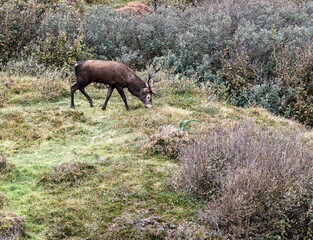 Lonely red deer stag during the rut in County Donegal, Ireland