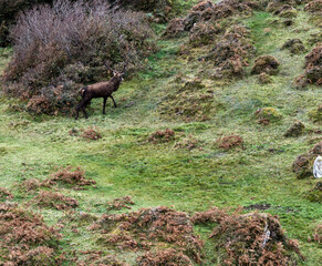 Lonely red deer stag during the rut in County Donegal, Ireland