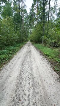 forest road in the autumn forest. High quality 4k footage