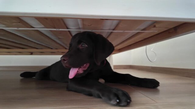 Adorable chocolate Labrador puppy hiding and relaxing under a bed at home. Cute brown dog lying on the wooden floor. A cozy and playful pet concept.