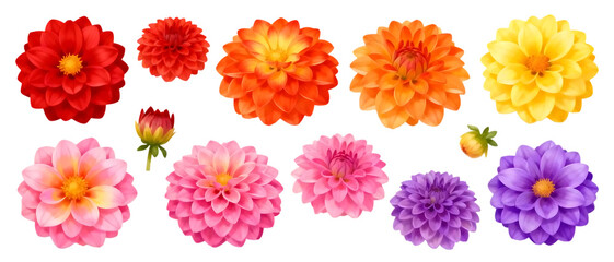 Realistic dahlia flower set with colorful layered petals isolated on transparent background, vibrant summer floral element collection
