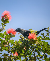 Tui bird feeding on nectar of Pohutukawa flowers under a blue sky. New Zealand Christmas Tree.