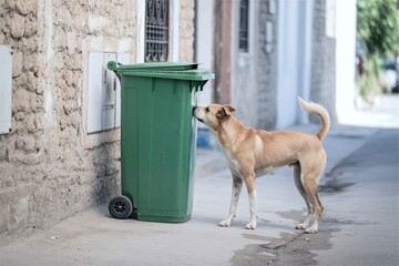 stray dog sniff rubbish bin on city street to search for food