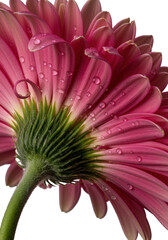 Vibrant fuchsia pink gerbera daisy with unfurling, dew-kissed petals, bright yellow pollen center, extreme macro close-up on transparent, concept of natural intricate beauty
