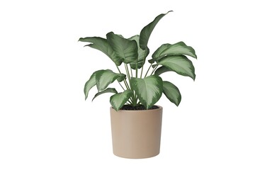 Obraz premium Dieffenbachia isolated on white background