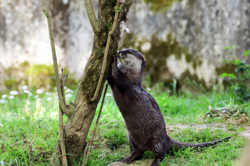 Petite loutre dress&eacute;e  qui se tient  pr&egrave;s d'un tronc d'arbre