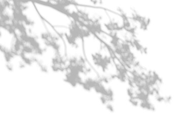 Overlay tree branches shadow effect on transparent background. high quality 3d render png format.