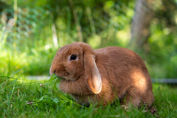 Adorable lop eared bunny sitting on green grass and eating fresh plants. Fluffy pet in spring meadow, nature, countryside life