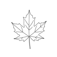 Obraz premium A detailed black and white line drawing of a single maple leaf with prominent veins and serrated edges.