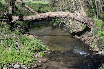 Bachlauf im Fr&uuml;hling