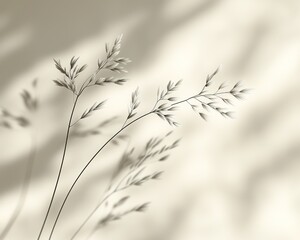 Obraz premium Delicate grass stalks in soft focus against a blurred shadow background