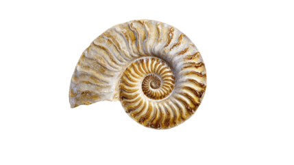 Fossilized Ammonite Shell in Sandy Sediment