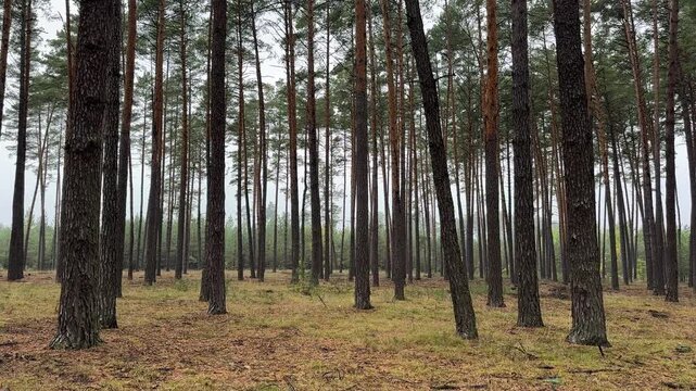 Panorama of a quiet autumn pine forest. High quality 4k footage
