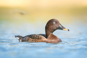 A wild, male hardhead duck (Aythya australis) swimming in a wetland with blurred background and blurred outline of a dragonfly, Australia