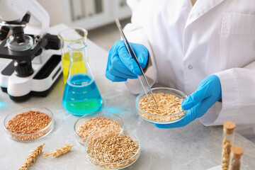 GMO concept. Scientist working with samples of different grains in Petri dishes at table in...