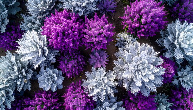 top view of lilac and white flowers background in the garden