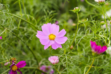 Obraz premium Vibrant cosmos flowers, autumn plants