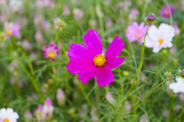 Fototapeta premium Vibrant cosmos flowers, autumn plants