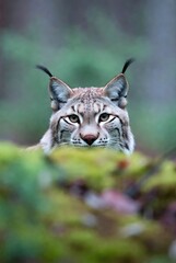 Obraz premium portrait of a lynx