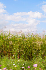 Cosmos fields and pampas grass, a Japanese autumn landscape
