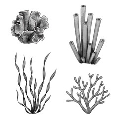 Black and white raster graphic set with various corals and seaweeds on a white background. Perfect for marine design, packaging, educational materials, and underwater themed decorative projects. © Alona