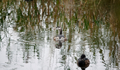 Juvenile great crested grebe