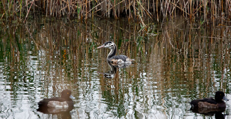 Juvenile great crested grebe