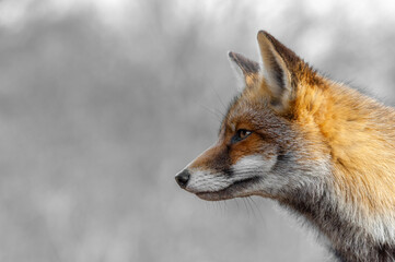Fototapeta premium A close-up portrait of a red fox (Vulpes vulpes) taken in winter