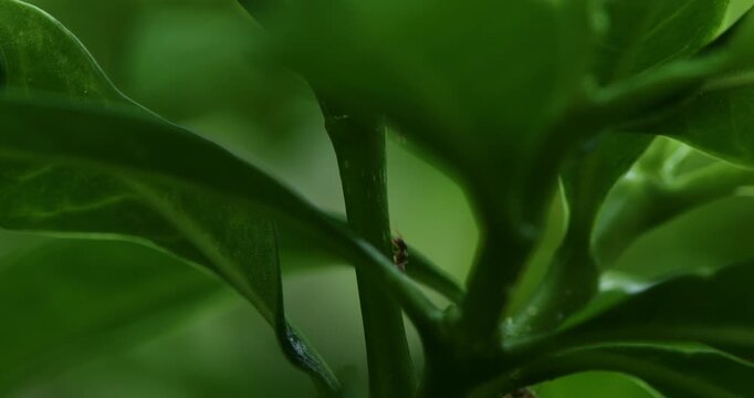 Ants walking on tree branch 07