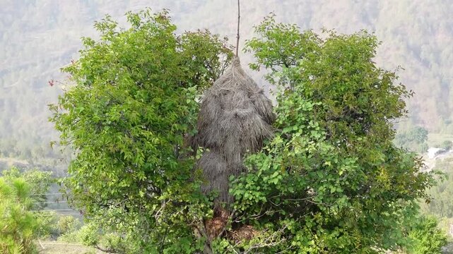 Himalayan Village Life shows how Preserving Grass (Luta) for Winter stock in Uttarakhand, India