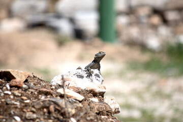 Lizard watching around or sunbathing. Animal. Starred Agama, Laudakia stellio on a rock with blurred background. Reptile. Wildlife. Left aligned for text. Copy space. 
