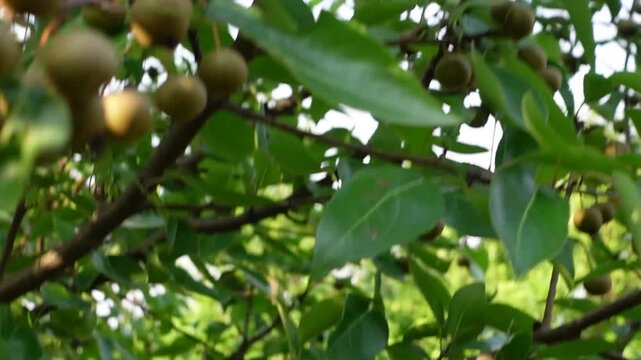 Natural Himalayan fruits growing organic on tree branches in Uttarakhand