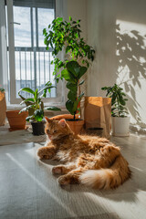 Ginger cat enjoying a moment of tranquility and warmth, resting on a wooden floor, bathed in a...